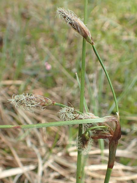 Eriophorum angustifolium \ Schmalblttriges Wollgras / Common Cotton Grass, D Leutkirch 7.5.2016