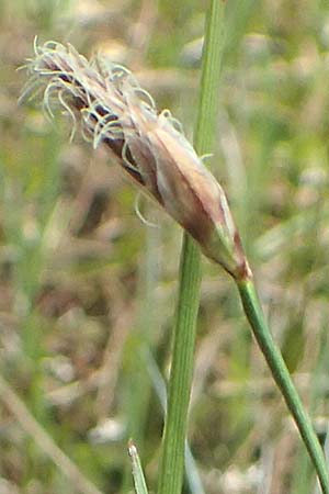 Eriophorum angustifolium \ Schmalblttriges Wollgras / Common Cotton Grass, D Leutkirch 7.5.2016