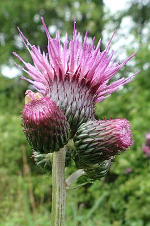 Cirsium rivulare / Brook Thistle, D Pfronten 9.6.2016