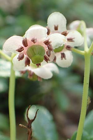 Chimaphila umbellata \ Doldiges Wintergrn / Pipsissewa, D Babenhausen 20.6.2016