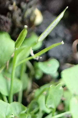 Cardamine corymbosa \ Neuseelndisches Schaumkraut, D Mannheim 25.9.2017