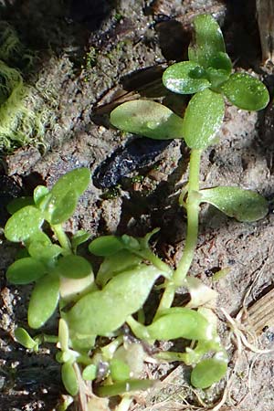 Callitriche cophocarpa \ Stumpfkantiger Wasserstern, D Vaihingen-Ensingen 4.10.2018