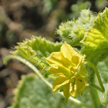 Cucumis sativus \ Gurke / Cucumber, D Römerberg 18.10.2018