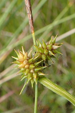 Carex demissa \ Grn-Segge, D Hunsrück, Börfink 18.7.2020