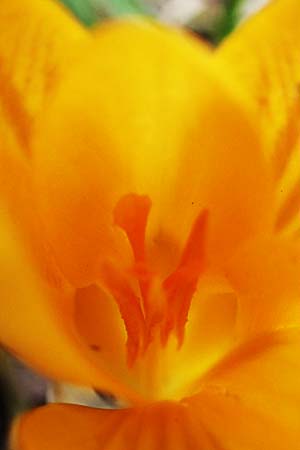 Crocus flavus \ Gold-Krokus, D Ludwigshafen 8.3.2021