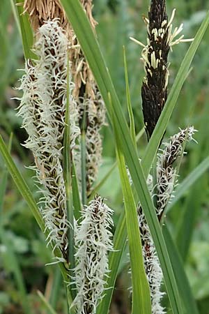 Carex acutiformis \ Sumpf-Segge, D Neuleiningen 15.5.2021