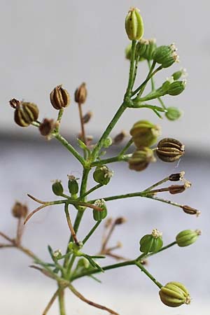 Cyclospermum leptophyllum \ Dnnblttriger Kreissame / Marsh Parsley, Fir-Leaved Celery, D Bochum 21.8.2022