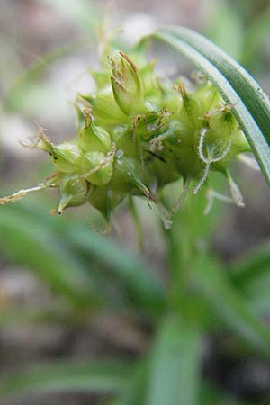 Carex viridula \ Spte Gelb-Segge / Little Green Sedge, Small-Fruited Yellow Sedge, D Germersheim-Lingenfeld 28.7.2007