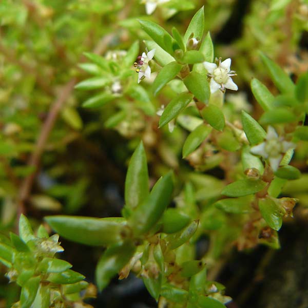 Crassula helmsii \ Nadelkraut, Helms Dickblatt, D Botan. Gar.  Universit.  Mainz 13.9.2008