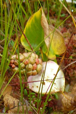 Calla palustris \ Sumpf-Calla / Bog Arum, D Neumünster, Dosenmoor 16.9.2021
