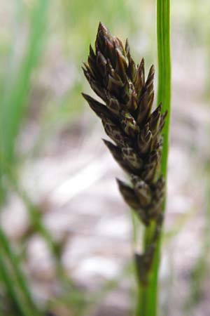 Carex disticha \ Zweizeilige Segge / Brown Sedge, Two-Ranked Sedge, D Münzenberg 25.4.2015