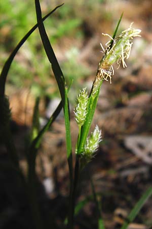 Carex umbrosa \ Schatten-Segge / Umbrosa Sedge, D Schriesheim-Altenbach 7.5.2015