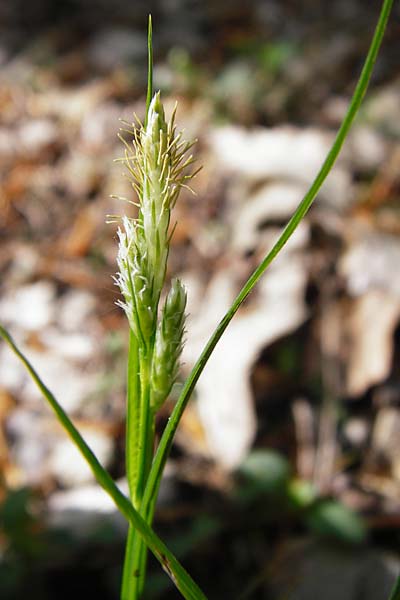 Carex umbrosa \ Schatten-Segge / Umbrosa Sedge, D Schriesheim-Altenbach 7.5.2015