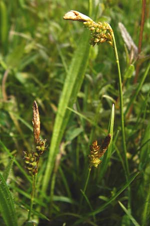 Carex caryophyllea \ Frhlings-Segge / Spring Sedge, D Herborn 16.5.2015