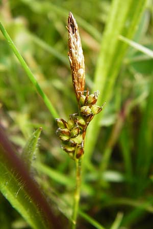 Carex caryophyllea / Spring Sedge, D Herborn 16.5.2015