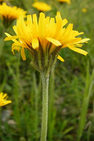 Crepis alpestris \ Alpen-Pippau, Voralpen-Pippau, D Ulm 2.6.2015