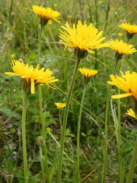 Crepis alpestris \ Alpen-Pippau, Voralpen-Pippau / Alpine Hawk's-Beard, D Ulm 2.6.2015