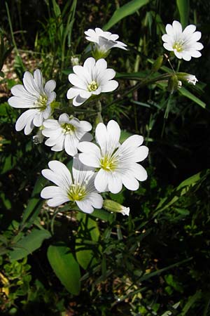 Cerastium arvense \ Acker-Hornkraut / Field Mouse-Ear, D Fridingen 3.6.2015