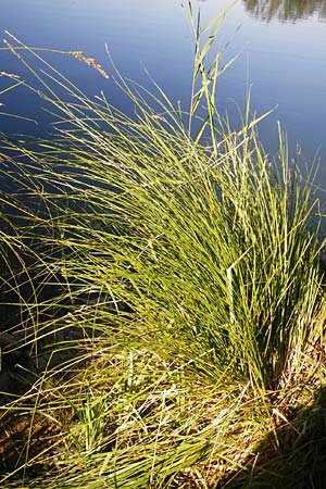 Carex paniculata \ Rispen-Segge, D Eich 30.6.2015