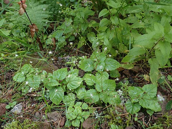 Circaea alpina \ Alpen-Hexenkraut, D Schwarzwald, Kniebis 5.8.2015