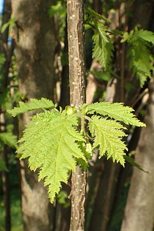 Corylus avellana \ Haselnuss, D Botan. Gar.  Universit.  Heidelberg 21.4.2016