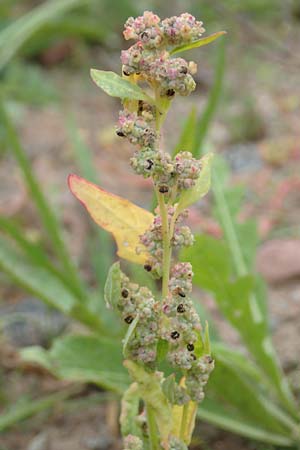 Chenopodium album / Fat Hen, D Laudenbach am Main 17.9.2016