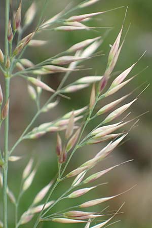 Calamagrostis arundinacea \ Wald-Reitgras, D Schwarzwald, Belchen 22.7.2017