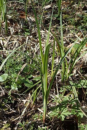 Carex acutiformis \ Sumpf-Segge, D Bensheim 7.4.2018