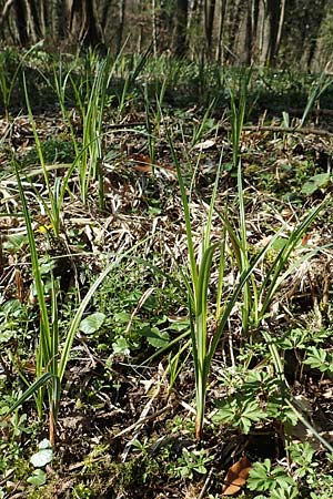 Carex acutiformis \ Sumpf-Segge / Lesser Pond Sedge, D Bensheim 7.4.2018