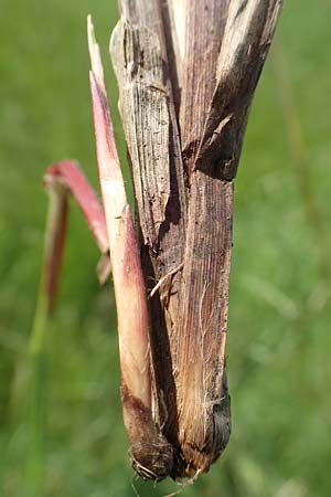 Carex acutiformis \ Sumpf-Segge, D Biebesheim 12.5.2018