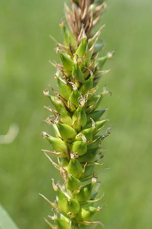 Carex acutiformis \ Sumpf-Segge / Lesser Pond Sedge, D Biebesheim 12.5.2018