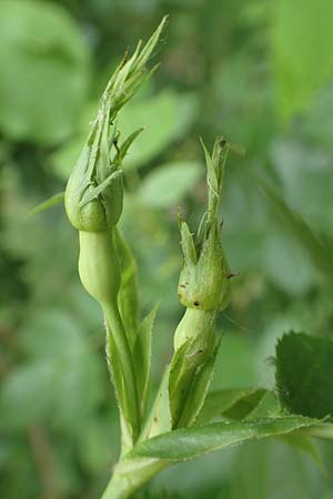 Rosa caesia \ Lederblttrige Rose, Graugrne Rose, D Breuberg 13.5.2018