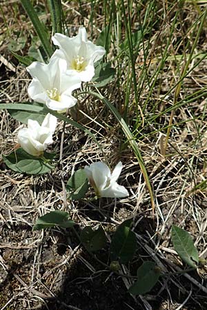 Convolvulus arvensis \ Acker-Winde / Field Bindweed, D Groß-Gerau 28.5.2018