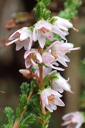 Calluna vulgaris \ Heidekraut, Besen-Heide, D Wachenheim 23.9.2018