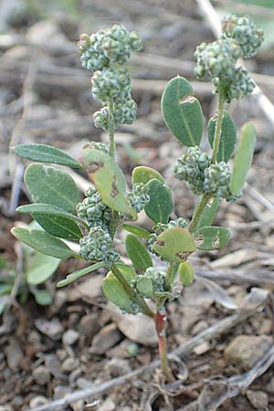 Chenopodium album \ Weier Gnsefu, Wilde Melde / Fat Hen, D Gladenbach 8.10.2018