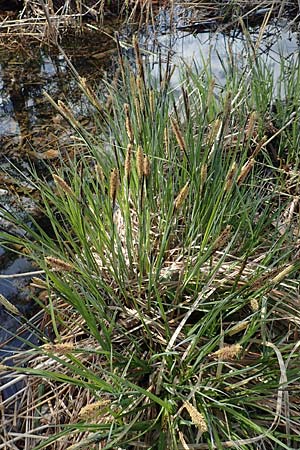 Carex acutiformis \ Sumpf-Segge / Lesser Pond Sedge, D Garmisch-Partenkirchen 2.5.2019