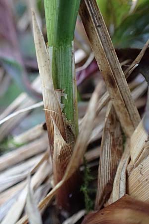 Carex acutiformis \ Sumpf-Segge / Lesser Pond Sedge, D Garmisch-Partenkirchen 2.5.2019