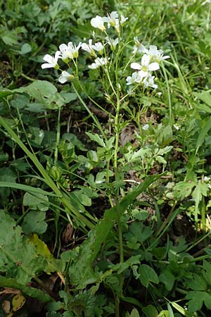 Cardamine amara \ Bitteres Schaumkraut / Large Bitter-Cress, D Schwaigen-Hinterbraunau 2.5.2019