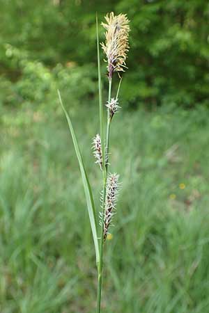 Carex acutiformis \ Sumpf-Segge, D Dreieich 19.5.2019