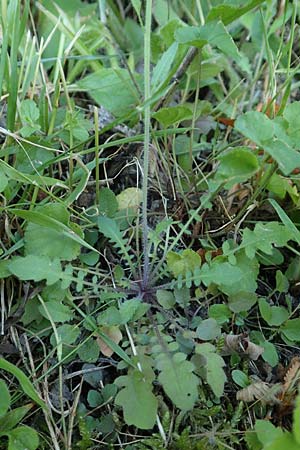 Arabidopsis arenosa \ Sand- / Sand Rock-Cress, D Schwarzwald/Black-Forest, Ottenhöfen 18.6.2019