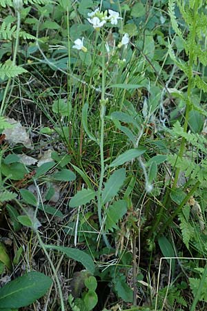 Arabidopsis arenosa \ Sand- / Sand Rock-Cress, D Schwarzwald/Black-Forest, Ottenhöfen 18.6.2019