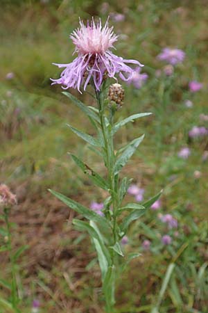 Centaurea pannonica \ stliche Schmalblttrige Flockenblume / Eastern Narrow-Leaved Brown Knapweed, D Ronshausen 29.7.2019