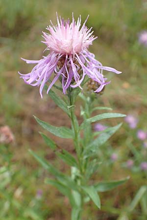 Centaurea pannonica \ stliche Schmalblttrige Flockenblume, D Ronshausen 29.7.2019