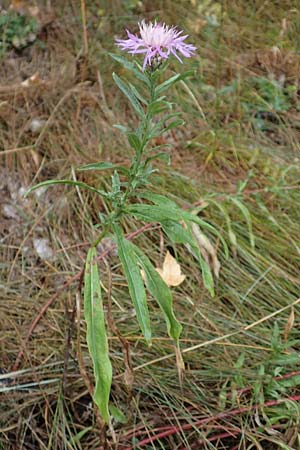 Centaurea pannonica \ stliche Schmalblttrige Flockenblume, D Ronshausen 29.7.2019