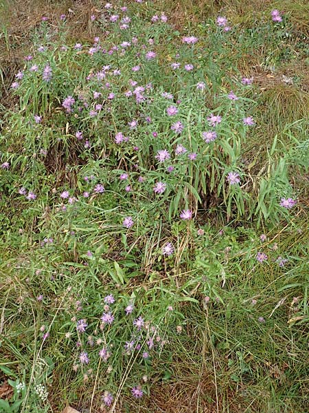 Centaurea pannonica \ stliche Schmalblttrige Flockenblume, D Ronshausen 29.7.2019