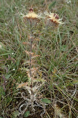 Carlina vulgaris \ Golddistel / Carline Thistle, D Grünstadt-Asselheim 9.9.2019