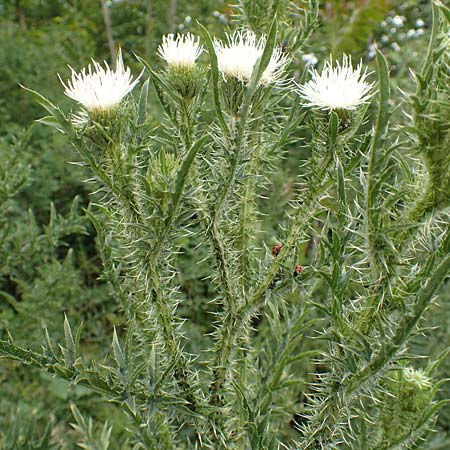 Carduus acanthoides \ Weg-Distel / Welted Thistle, D Mannheim 13.5.2020