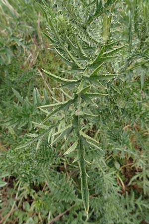 Carduus acanthoides \ Weg-Distel, D Mannheim 13.5.2020