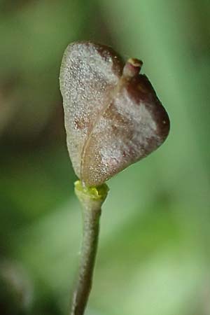 Capsella bursa-pastoris \ Hirtentschel / Shepherd's Purse, D Neuleiningen 14.5.2020