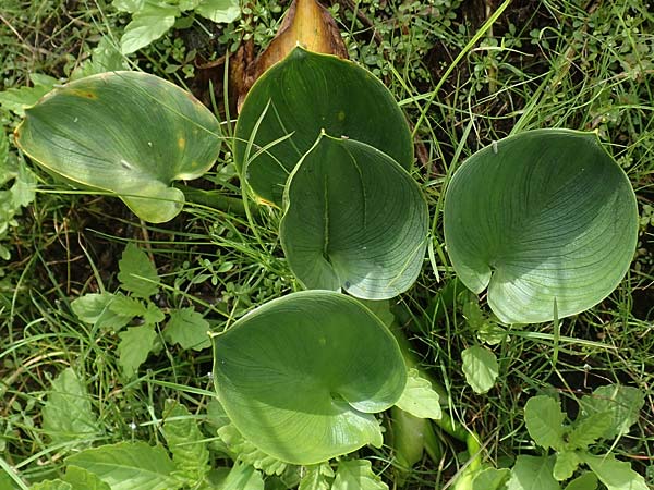 Calla palustris \ Sumpf-Calla / Bog Arum, D Kaiserslautern 19.8.2020